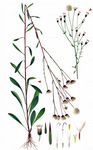 Scharfes Berufkraut - Erigeron acris L. 