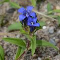 Kreuz-Enzian - Gentiana cruciata L.
