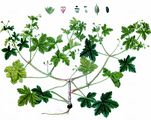 Spreading Crane's-Bill - Geranium divaricatum Ehrh.