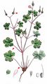 Shining Crane's-Bill - Geranium lucidum L.