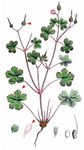 Glänzender Storchschnabel - Geranium lucidum L. 