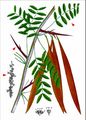 Honeylocust - Gleditsia triacanthos L.