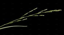 Floating Sweet-Grass - Glyceria fluitans (L.) R. Br.