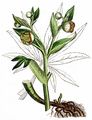 Stinkende Nieswurz - Helleborus foetidus L.