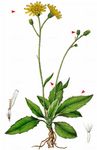 Blasses Habichtskraut - Hieracium schmidtii Tausch 
