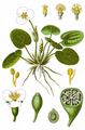 Frogbit - Hydrocharis morsus-ranae L.
