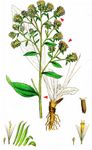 Dürrwurz - Inula conyzae (Griess.) DC. 