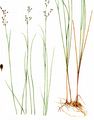 Bodden-Binse - Juncus gerardii Loisel.