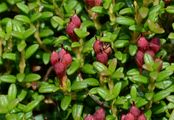 Alpenazalee - Loiseleuria procumbens (L.) Desv.
