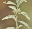 Branched Horehound - Marrubium peregrinum L.