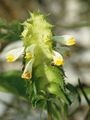 Crested Cow-Wheat - Melampyrum cristatum L.