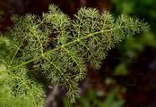 Spignel - Meum athamanticum Jacq.