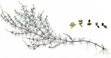 Alternate Water-Milfoil - Myriophyllum alterniflorum DC.