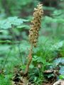Bird's-Nest Orchid - Neottia nidus-avis (L.) Rich.