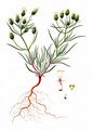 Sand-Wegerich - Plantago arenaria Waldst. & Kit.