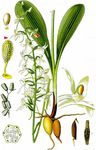 Weiße Waldhyazinthe - Platanthera bifolia (L.) Rich. 