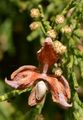 Morgenländischer Lebensbaum - Platycladus orientalis (L.) Franco