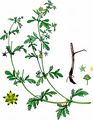 Paradox Cinquefoil - Potentilla supina L.