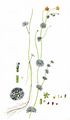 Fan-Leaved Water-Crowfoot - Ranunculus circinatus Sibth.
