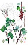 Ährige Johannisbeere - Ribes spicatum E. Robson 