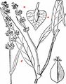 Willow-Leaved Dock - Rumex triangulivalvis (Danser) Rech. f.