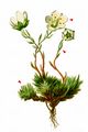 Mossy Saxifrage - Saxifraga bryoides L.