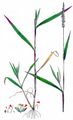 Rough Bristle-Grass - Setaria verticillata (L.) P. Beauv.
