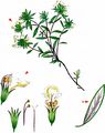 Mountain Germander - Teucrium montanum L.