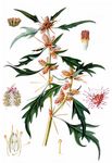 Dorn-Spitzklette - Xanthium spinosum L. 