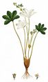 Fan Lady's Mantle - Alchemilla flabellata Buser