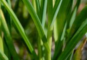 Gemüse-Lauch - Allium oleraceum L.