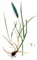 Meadow Foxtail - Alopecurus pratensis L.