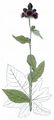 Great Marsh Thistle - Carduus personata (L.) Jacq.