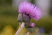 Bach-Kratzdistel - Cirsium rivulare (Jacq.) All.