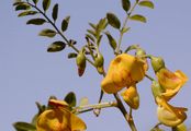 Bladder-Senna - Colutea arborescens L.