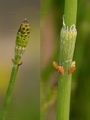 Branched Horsetail - Equisetum ramosissimum Desf.