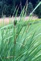 Siberian Iris - Iris sibirica L.