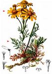 Eberrauten-Greiskraut - Jacobaea abrotanifolia (L.) Moench 