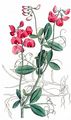 Knollen-Platterbse - Lathyrus tuberosus L.