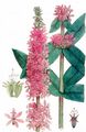 Purple-Loosestrife - Lythrum salicaria L.