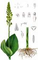 Common Twayblade - Neottia ovata (L.) Bluff & Fingerh.