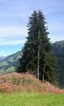 Gewöhnliche Fichte - Picea abies (L.) H. Karst.