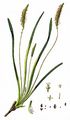 Strand-Wegerich - Plantago maritima L.