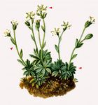 Mannsschild-Steinbrech - Saxifraga androsacea L. 