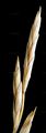 Meadow Fescue - Schedonorus pratensis (Huds.) P. Beauv.