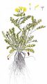  - Senecio leucanthemifolius Poir.