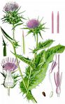 Gewöhnliche Mariendistel - Silybum marianum (L.) Gaertn. 