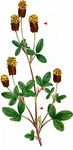 Brauner Klee - Trifolium spadiceum L. 