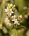 White Swallow-Wort - Vincetoxicum hirundinaria Medik.