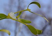 Mistletoe - Viscum album L.